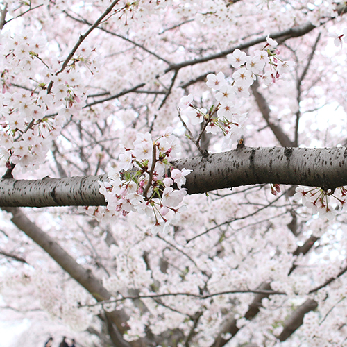 綺麗な桜の花