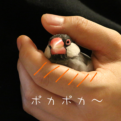 桜文鳥のポカポカ
