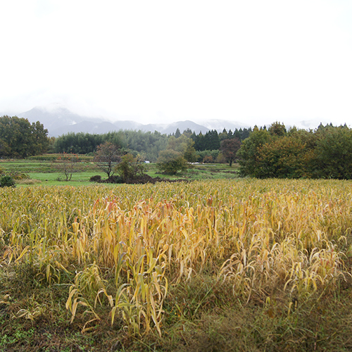 田舎の自然が好きだ！