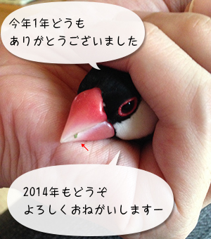 桜文鳥スピカからごあいさつ