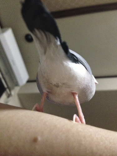 ピノの裏側