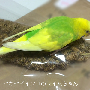 セキセイインコのライムちゃん