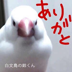 白文鳥の鈴くん