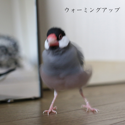 文鳥のブルブル画像