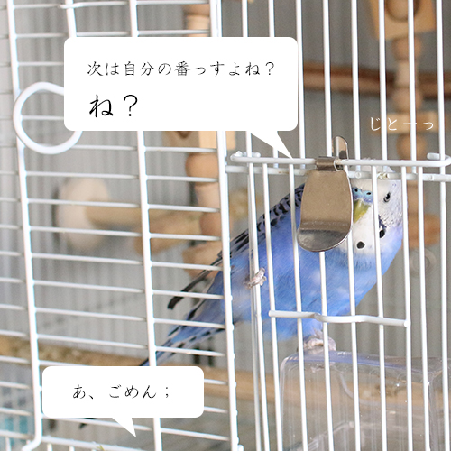 セキセイインコのジト目