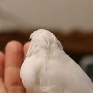 白文鳥チョコのツンツンチクチク