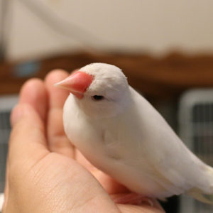 ちょっぴり甘々な白文鳥