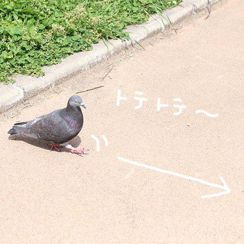 ちょいと鳩が通りますよ