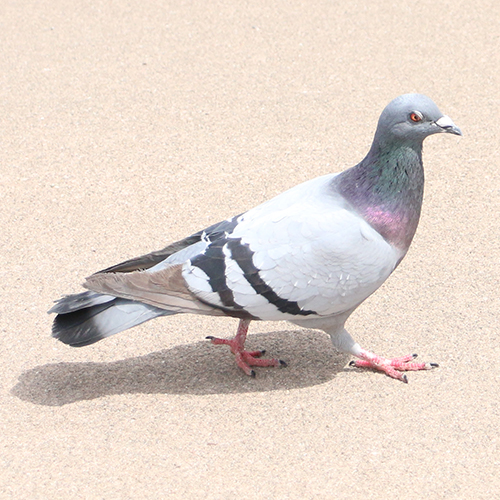 鳩ですけど何か？