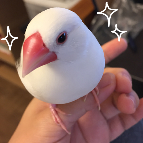 白文鳥チョコ、つるぴかうるるん