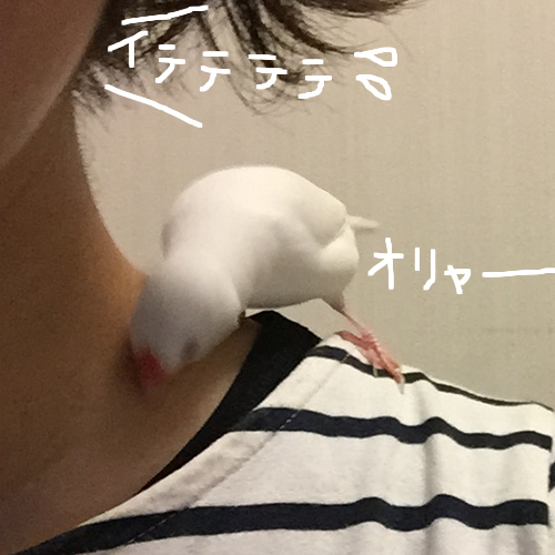 白文鳥チョコのチネリ攻撃！