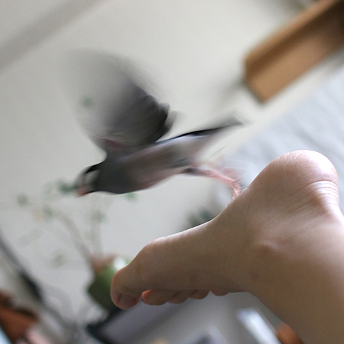 白文鳥チョコを追いかける桜文鳥ピノ