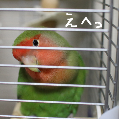 コザクラインコ　アポロのエヘッ