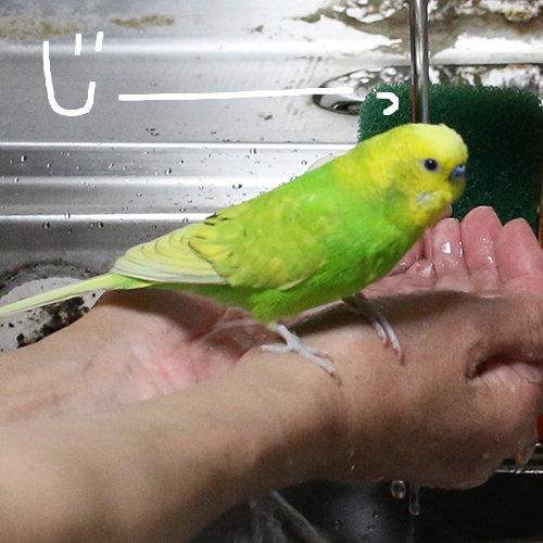 セキセイインコ チロルはジッと跳ねた水を浴びます