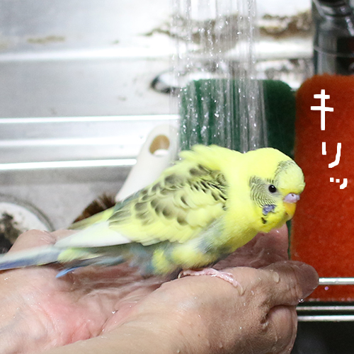 セキセイインコ ポポのキリっ