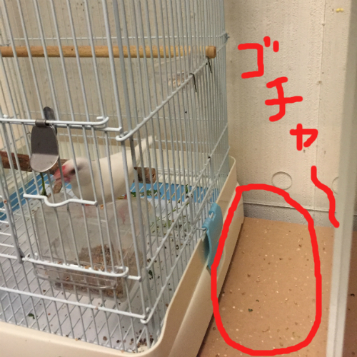 白文鳥チョコの散らかしっぷり！