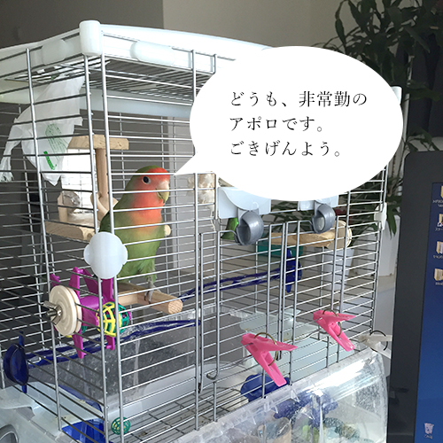 非常勤コザクラインコのアポロです