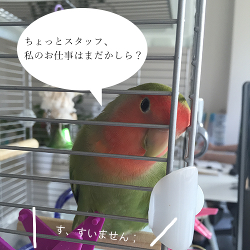 コザクラインコも仕事できるのよ？