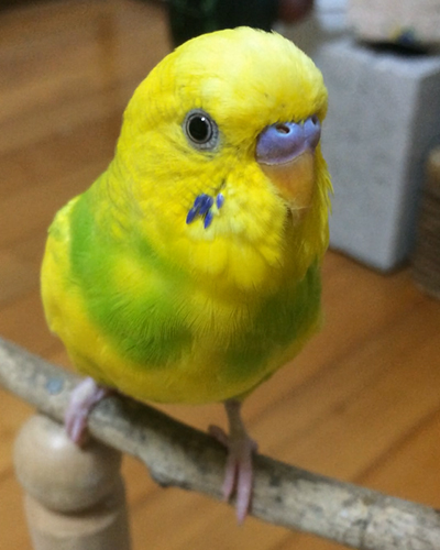 セキセイインコのライムちゃんです！