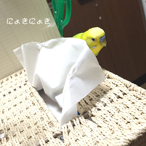 セキセイインコのチロルはティッシュの箱から生えました