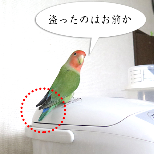 コザクラインコアポロに濡れ衣を着せられる