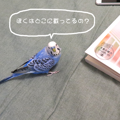 ムジカはセキセイインコだから載ってないのよ〜