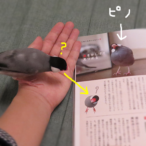 他の文鳥さんに気を取られているピノ