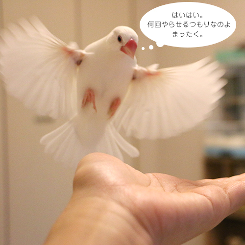 ツンデレ白文鳥チョコ