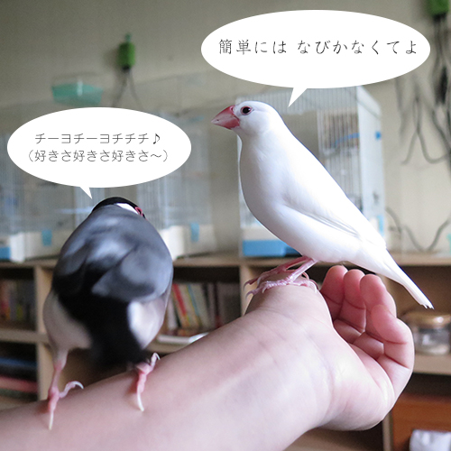 美文鳥チョコ