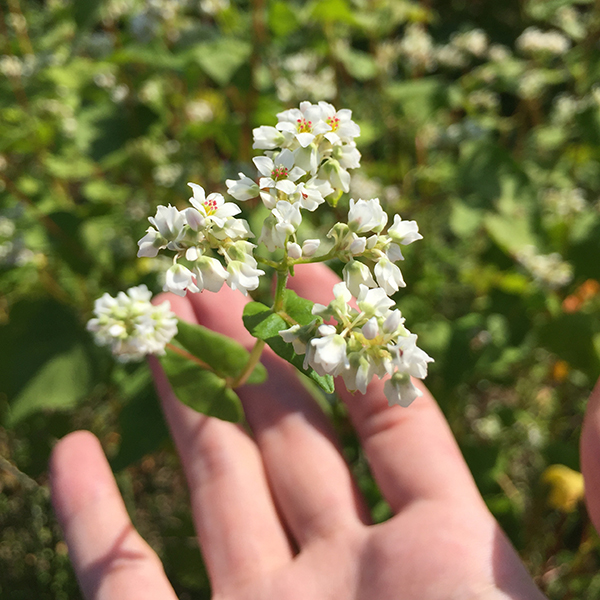 アップでもさらに美しいそばの花