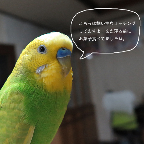 セキセイインコ　チロルにも見られています