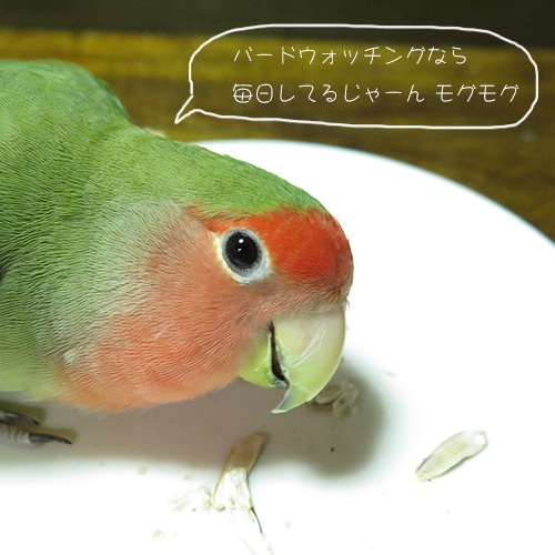 コザクラインコ　アポロ