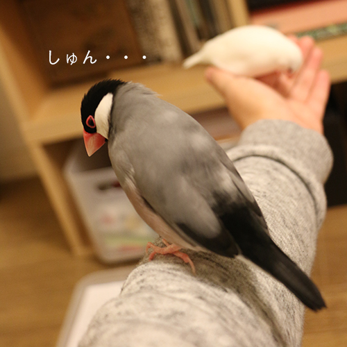 相手にされていない桜文鳥ピノ