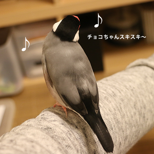 桜文鳥の求愛ソング