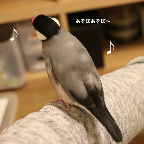 桜文鳥ピノの求愛ソング2