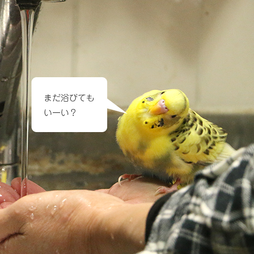 おねだりセキセイインコ