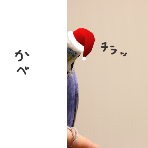 チラリズムインコ