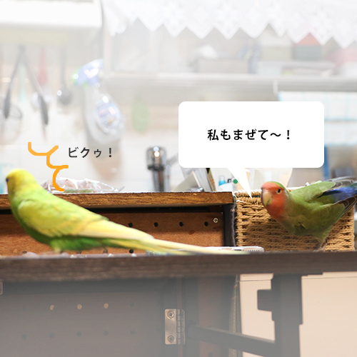 コザクラインコにビビるセキセイインコ