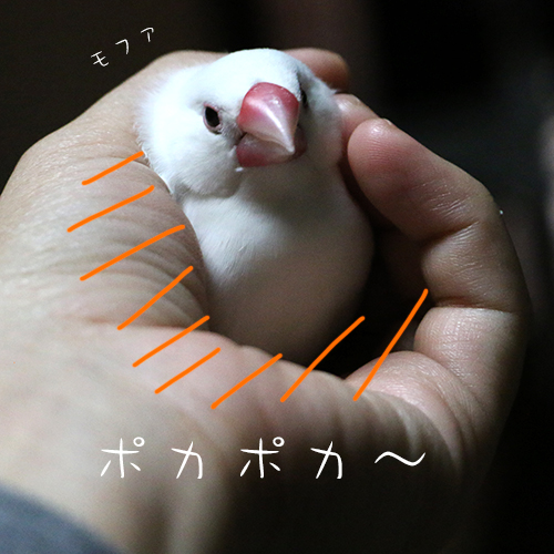 白文鳥のポカポカ