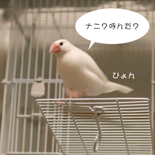 白文鳥チョコ01