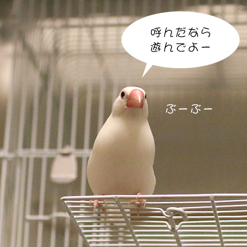 白文鳥チョコ02