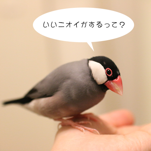 桜文鳥ピノ01