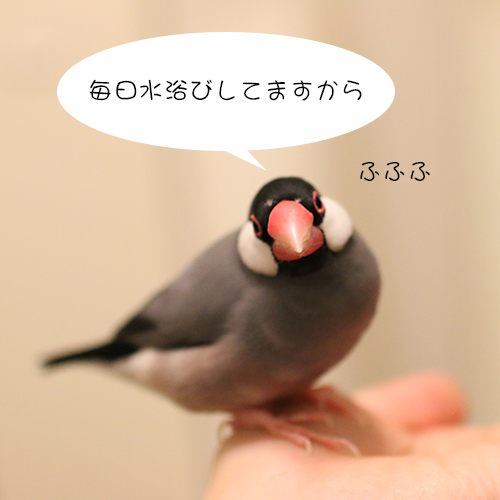 桜文鳥ピノ02
