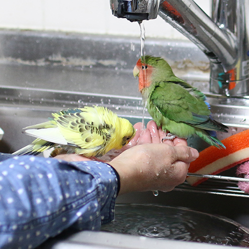 コザクラインコのアポロ待機中