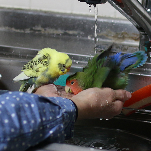 セキセイインコのポポ待機中