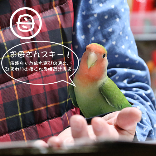 コザクラインコのアポロはお母さんが大好きその1