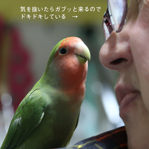 コザクラインコのアポロはお母さんが大好きその2