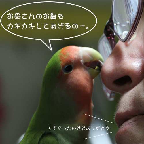 コザクラインコのアポロはお母さんが大好きその3