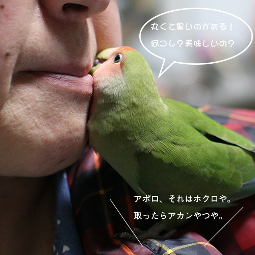 コザクラインコのアポロがホクロを突く