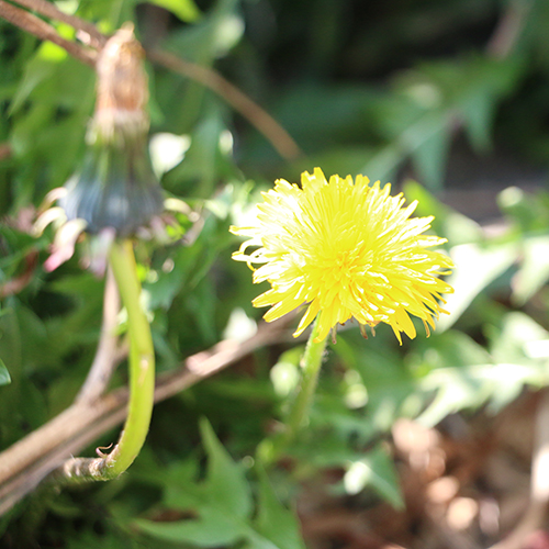 春を告げるお花たちその2